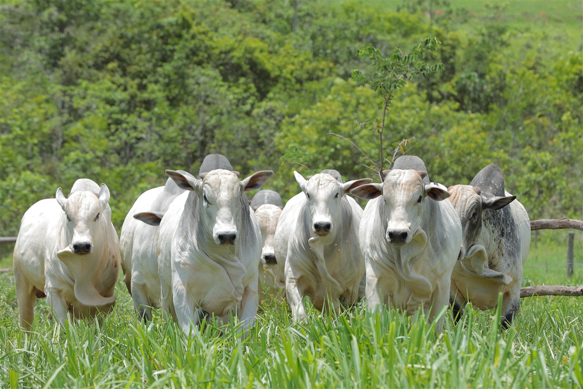 Panza Agropecuária realiza terceira edição de seu remate